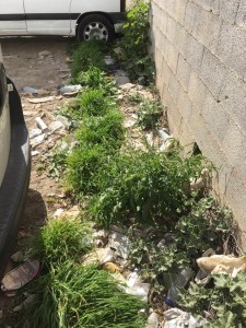 17190469_1310676822352409_8073168693894703549_n