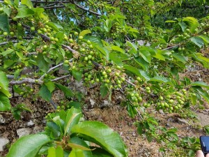 18056853_10211209628229818_703249406324997314_n